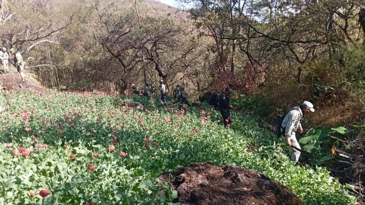 Policía Estatal y Ejército Mexicano destruyen plantíos de enervantes en Ajuchitlán del Progreso