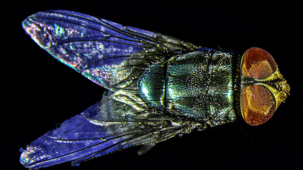 En Guerrero se intensifica el combate al gusano barrenador se dispersan más de 96 millones de moscas estériles para su control 
