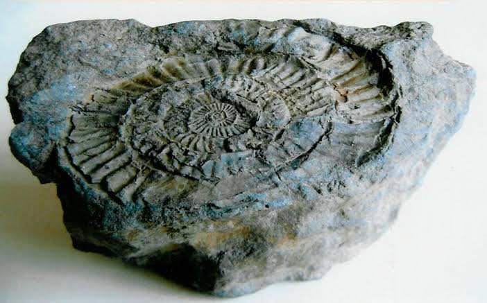 Una muestra de los fósiles que se han encontrado en Guerrero.